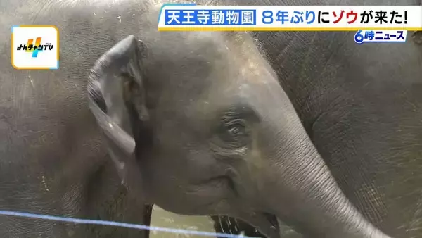 「この日を待ちわびていた」　大阪・天王寺動物園に８年ぶりにゾウがやって来た！ 約４５億円を投じて飼育環境を整備「自分の目でゾウを感じていただきたい」