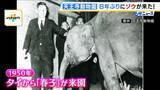 「「この日を待ちわびていた」　大阪・天王寺動物園に８年ぶりにゾウがやって来た！ 約４５億円を投じて飼育環境を整備「自分の目でゾウを感じていただきたい」」の画像5