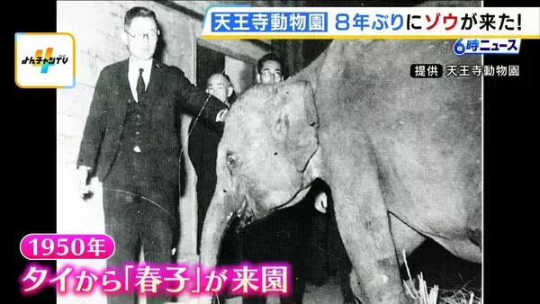 「「この日を待ちわびていた」　大阪・天王寺動物園に８年ぶりにゾウがやって来た！ 約４５億円を投じて飼育環境を整備「自分の目でゾウを感じていただきたい」」の画像