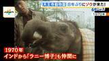 「「この日を待ちわびていた」　大阪・天王寺動物園に８年ぶりにゾウがやって来た！ 約４５億円を投じて飼育環境を整備「自分の目でゾウを感じていただきたい」」の画像6