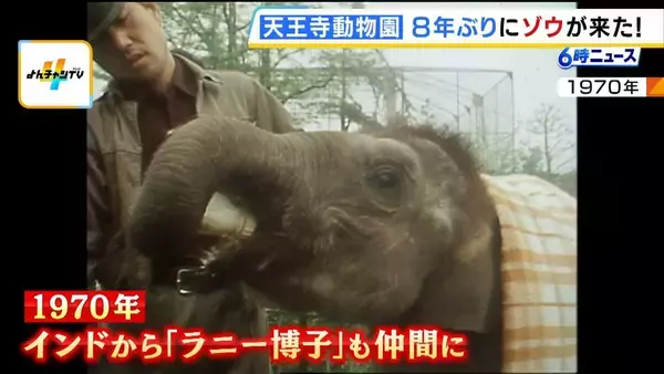 「「この日を待ちわびていた」　大阪・天王寺動物園に８年ぶりにゾウがやって来た！ 約４５億円を投じて飼育環境を整備「自分の目でゾウを感じていただきたい」」の画像