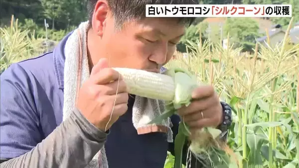 「だまされたと思って生で食べて」白いトウモロコシ『シルクコーン』フルーツのような甘さ　兵庫・豊岡市