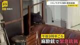 「「縁の下にクマがいる」京都・舞鶴市で府内初の「クマ緊急銃猟」ツキノワグマの親子2頭を殺処分」の画像1