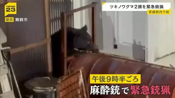 「縁の下にクマがいる」京都・舞鶴市で府内初の「クマ緊急銃猟」ツキノワグマの親子2頭を殺処分