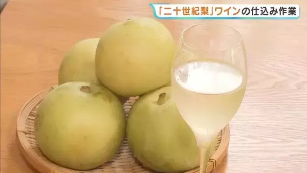 梨ワインの仕込みはじまる　特産「二十世紀梨」約10トン使用　度数低めで飲みやすく　来年3月ごろから道の駅などで販売予定　兵庫・香美町