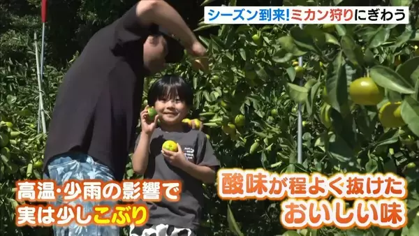 今が旬“極早生”ミカン狩り　今年は「酸味が程よく抜けて少し小ぶり」　兵庫・洲本市