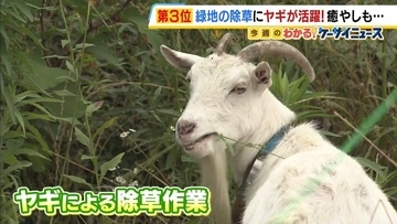 ヤギ2頭の任務は緑地の除草！ひたすら雑草をもぐもぐ…CO2と費用削減、癒しの一石三鳥　8月には“夏季休暇”も　大阪・交野市