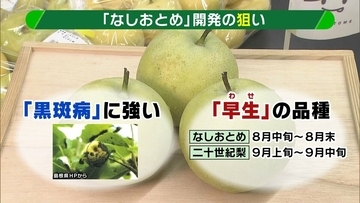 【大行列＆即完売】開発に23年かけた兵庫県初のブランド梨「なしおとめ」ヒミツとは？　身近な果物「梨」1300年の歴史と“甘くない現実”