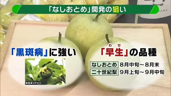 【大行列＆即完売】開発に23年かけた兵庫県初のブランド梨「なしおとめ」ヒミツとは？　身近な果物「梨」1300年の歴史と“甘くない現実”