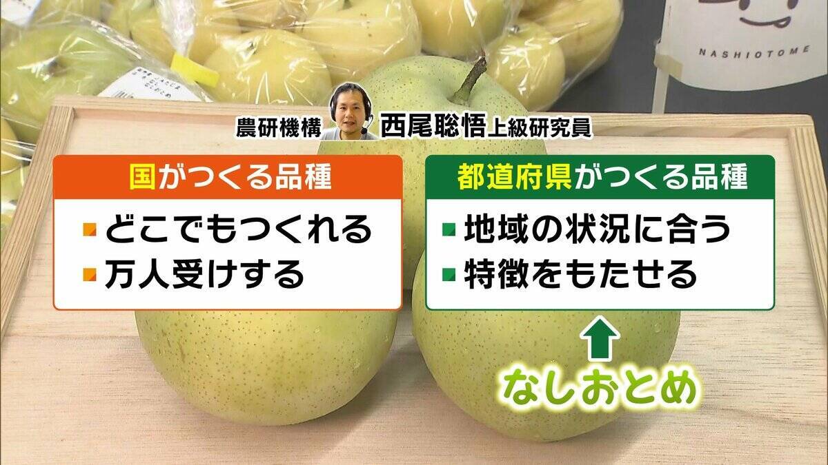 【大行列＆即完売】開発に23年かけた兵庫県初のブランド梨「なしおとめ」ヒミツとは？　身近な果物「梨」1300年の歴史と“甘くない現実”