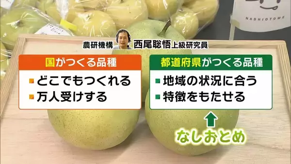 「【大行列＆即完売】開発に23年かけた兵庫県初のブランド梨「なしおとめ」ヒミツとは？　身近な果物「梨」1300年の歴史と“甘くない現実”」の画像