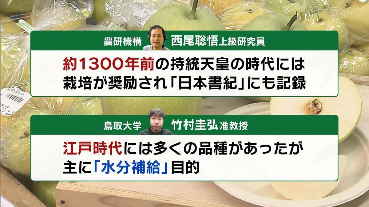 【大行列＆即完売】開発に23年かけた兵庫県初のブランド梨「なしおとめ」ヒミツとは？　身近な果物「梨」1300年の歴史と“甘くない現実”