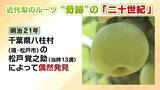 「【大行列＆即完売】開発に23年かけた兵庫県初のブランド梨「なしおとめ」ヒミツとは？　身近な果物「梨」1300年の歴史と“甘くない現実”」の画像4