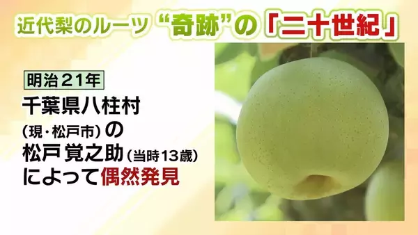 「【大行列＆即完売】開発に23年かけた兵庫県初のブランド梨「なしおとめ」ヒミツとは？　身近な果物「梨」1300年の歴史と“甘くない現実”」の画像