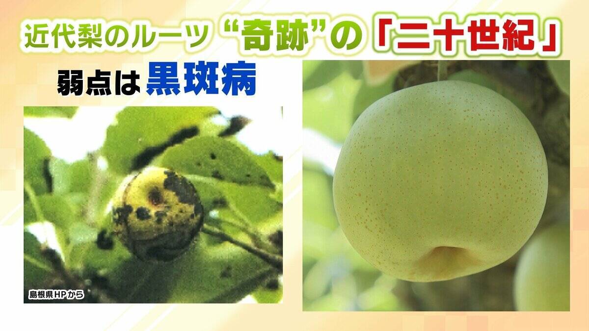 【大行列＆即完売】開発に23年かけた兵庫県初のブランド梨「なしおとめ」ヒミツとは？　身近な果物「梨」1300年の歴史と“甘くない現実”