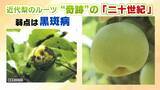 「【大行列＆即完売】開発に23年かけた兵庫県初のブランド梨「なしおとめ」ヒミツとは？　身近な果物「梨」1300年の歴史と“甘くない現実”」の画像5