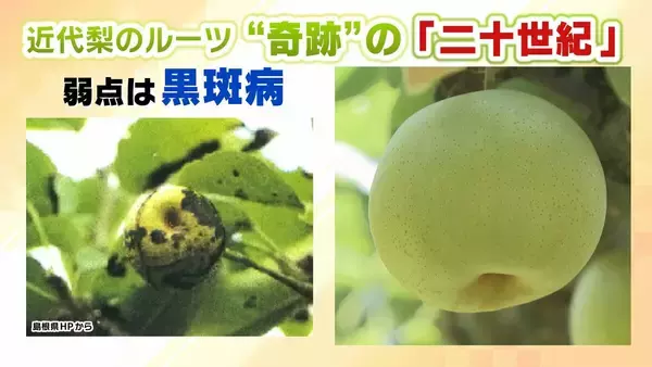 「【大行列＆即完売】開発に23年かけた兵庫県初のブランド梨「なしおとめ」ヒミツとは？　身近な果物「梨」1300年の歴史と“甘くない現実”」の画像