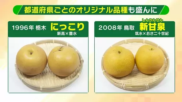 「【大行列＆即完売】開発に23年かけた兵庫県初のブランド梨「なしおとめ」ヒミツとは？　身近な果物「梨」1300年の歴史と“甘くない現実”」の画像