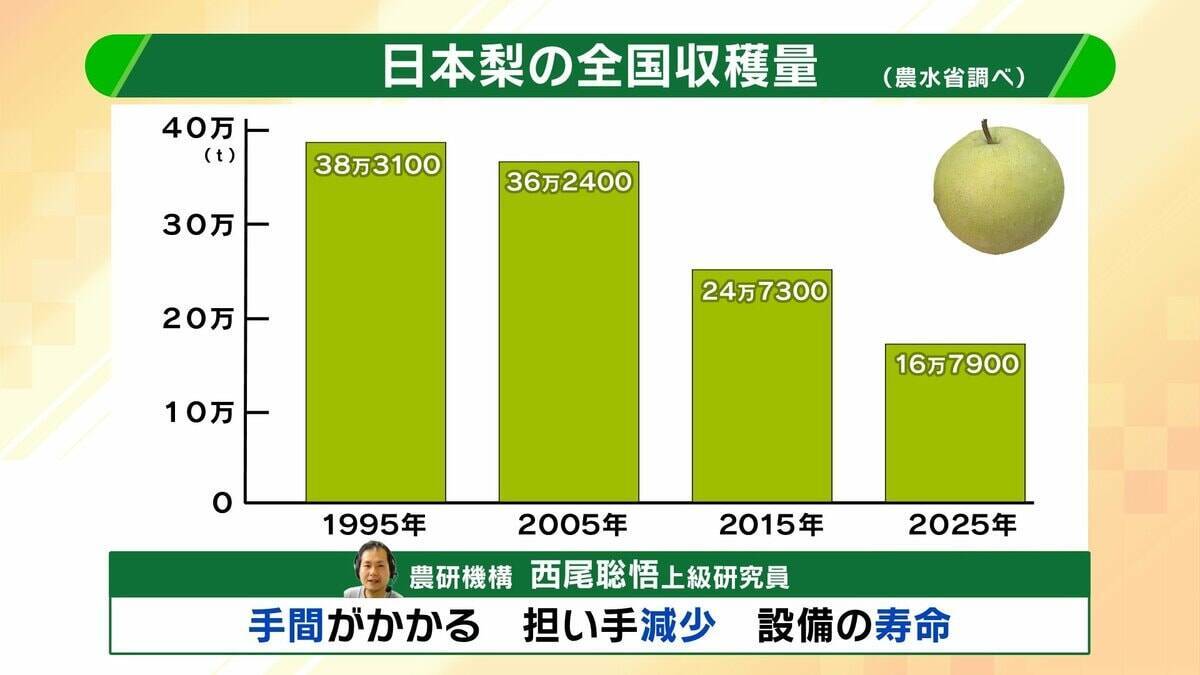【大行列＆即完売】開発に23年かけた兵庫県初のブランド梨「なしおとめ」ヒミツとは？　身近な果物「梨」1300年の歴史と“甘くない現実”
