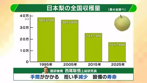 「【大行列＆即完売】開発に23年かけた兵庫県初のブランド梨「なしおとめ」ヒミツとは？　身近な果物「梨」1300年の歴史と“甘くない現実”」の画像