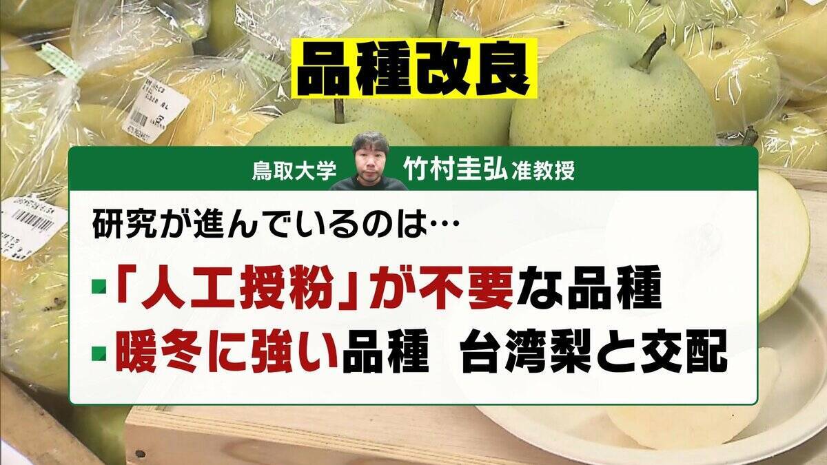 【大行列＆即完売】開発に23年かけた兵庫県初のブランド梨「なしおとめ」ヒミツとは？　身近な果物「梨」1300年の歴史と“甘くない現実”