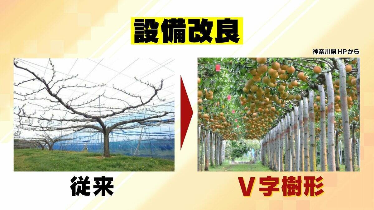 【大行列＆即完売】開発に23年かけた兵庫県初のブランド梨「なしおとめ」ヒミツとは？　身近な果物「梨」1300年の歴史と“甘くない現実”
