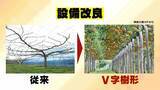 「【大行列＆即完売】開発に23年かけた兵庫県初のブランド梨「なしおとめ」ヒミツとは？　身近な果物「梨」1300年の歴史と“甘くない現実”」の画像9