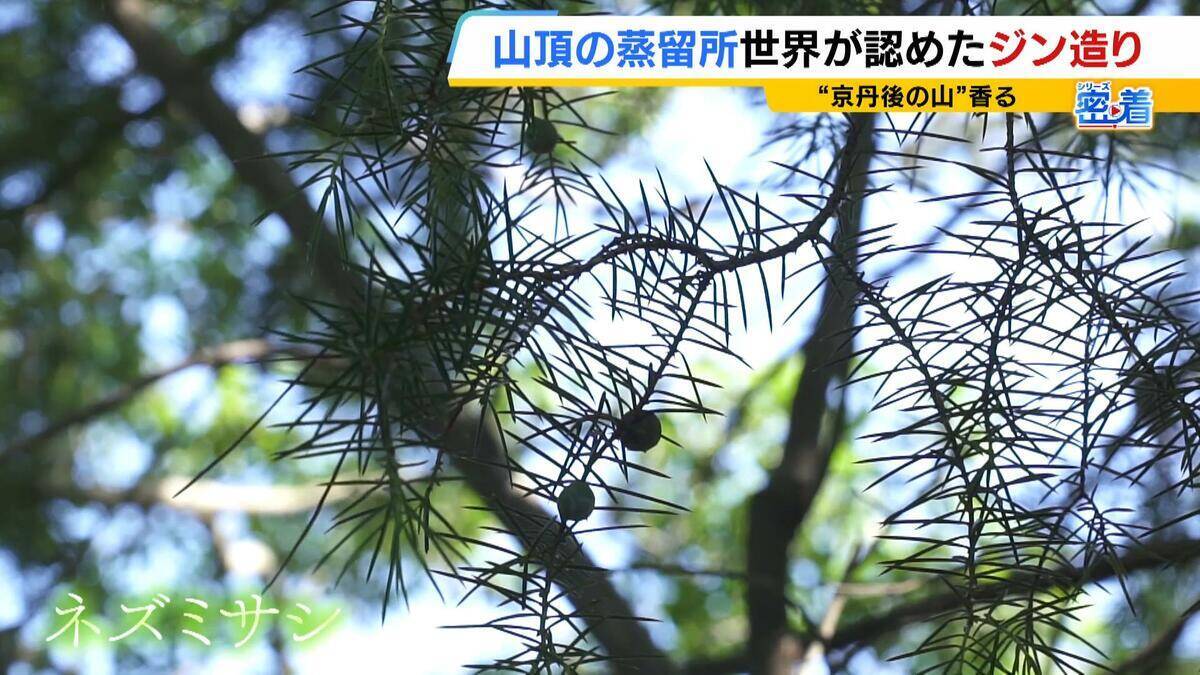 【世界が認めたジン造り】“山の香りを閉じ込める”25歳の蒸留家の挑戦　コロナ禍で再認識した“香りの大切さ”自然の恵みにこだわり抜いた一杯とは「ジンは自由さが特長。京丹後という風土が造ってくれたお酒」