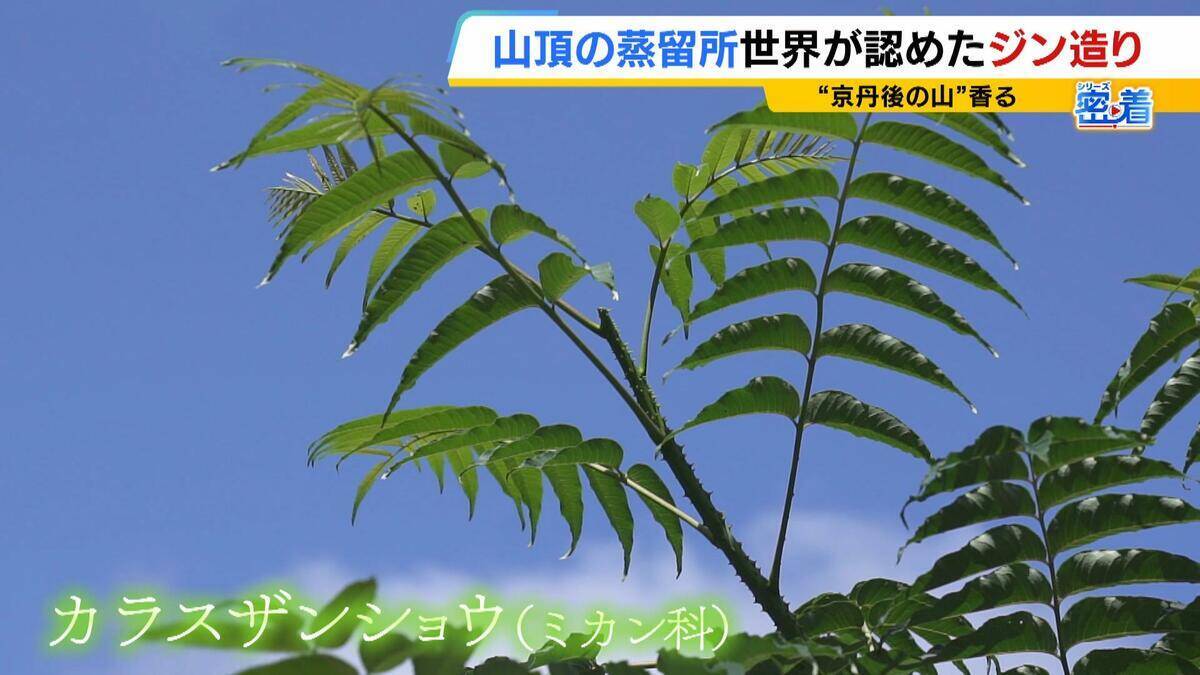 【世界が認めたジン造り】“山の香りを閉じ込める”25歳の蒸留家の挑戦　コロナ禍で再認識した“香りの大切さ”自然の恵みにこだわり抜いた一杯とは「ジンは自由さが特長。京丹後という風土が造ってくれたお酒」
