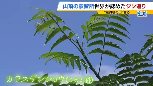 「【世界が認めたジン造り】“山の香りを閉じ込める”25歳の蒸留家の挑戦　コロナ禍で再認識した“香りの大切さ”自然の恵みにこだわり抜いた一杯とは「ジンは自由さが特長。京丹後という風土が造ってくれたお酒」」の画像