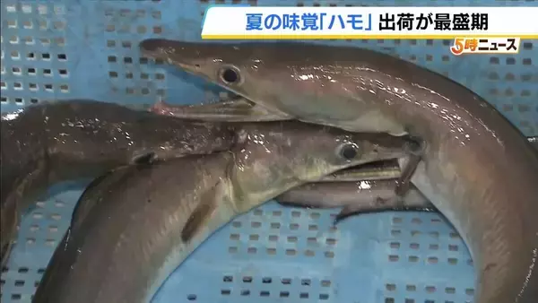 夏の味覚『ハモ』の出荷最盛期「梅雨の水を飲みうまくなる」　おすすめは“天ぷら”や“みそ汁”　徳島・小松島市