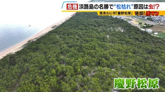 【異常事態】絶景を脅かす原因は虫！？ 淡路島の名勝「慶野松原」がピンチ「危機感を持って取り組む問題」薬剤散布などで対処も専門家は「人間の防除の力が虫の勢力に押されている」美しい松林を残すためにできることは