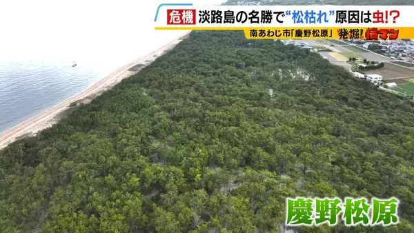 【異常事態】絶景を脅かす原因は虫！？ 淡路島の名勝「慶野松原」がピンチ「危機感を持って取り組む問題」薬剤散布などで対処も専門家は「人間の防除の力が虫の勢力に押されている」美しい松林を残すためにできることは