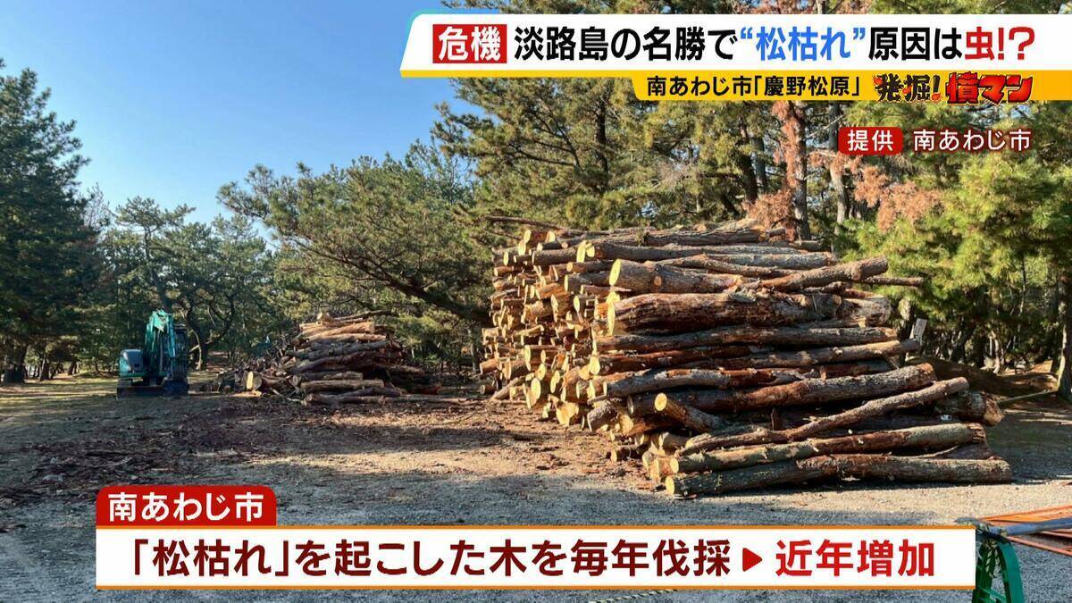 【異常事態】絶景を脅かす原因は虫！？ 淡路島の名勝「慶野松原」がピンチ「危機感を持って取り組む問題」薬剤散布などで対処も専門家は「人間の防除の力が虫の勢力に押されている」美しい松林を残すためにできることは