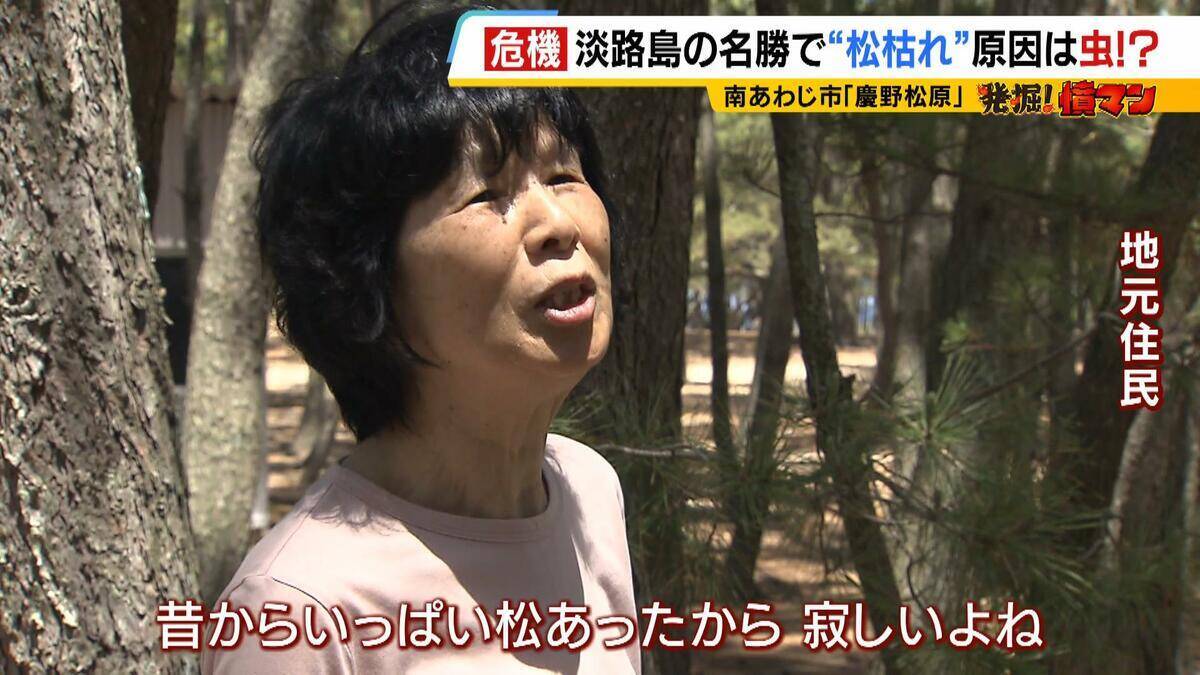 【異常事態】絶景を脅かす原因は虫！？ 淡路島の名勝「慶野松原」がピンチ「危機感を持って取り組む問題」薬剤散布などで対処も専門家は「人間の防除の力が虫の勢力に押されている」美しい松林を残すためにできることは