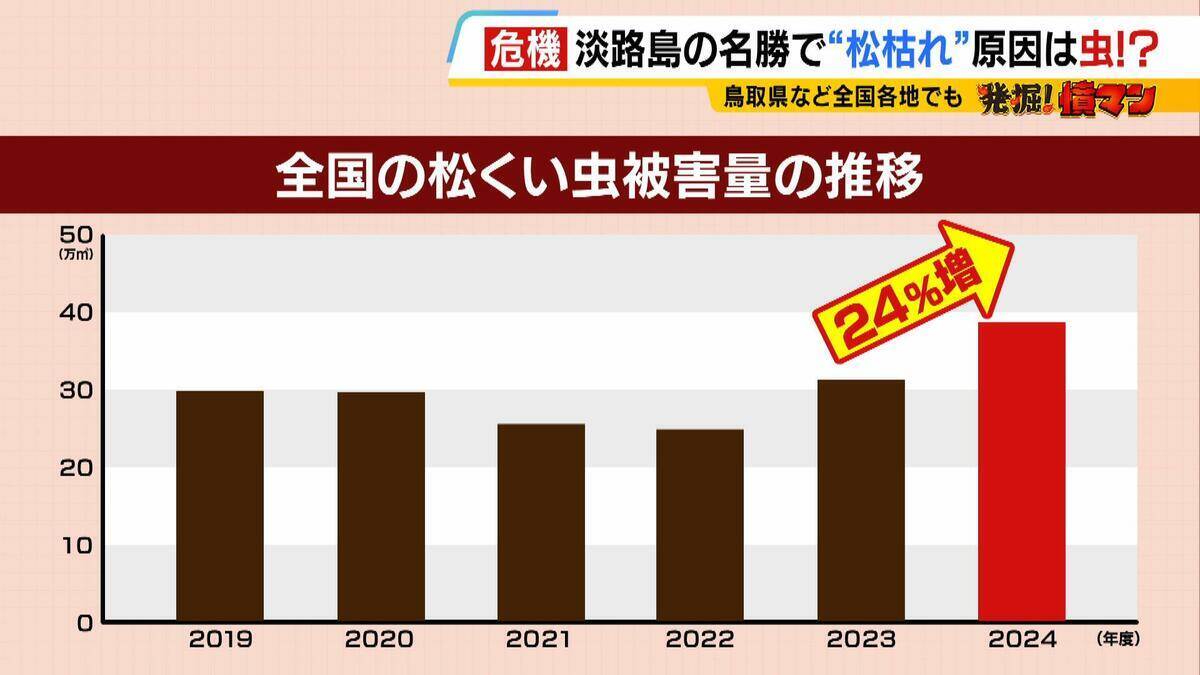【異常事態】絶景を脅かす原因は虫！？ 淡路島の名勝「慶野松原」がピンチ「危機感を持って取り組む問題」薬剤散布などで対処も専門家は「人間の防除の力が虫の勢力に押されている」美しい松林を残すためにできることは