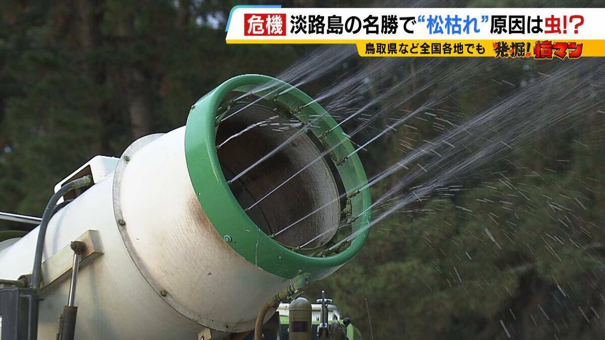【異常事態】絶景を脅かす原因は虫！？ 淡路島の名勝「慶野松原」がピンチ「危機感を持って取り組む問題」薬剤散布などで対処も専門家は「人間の防除の力が虫の勢力に押されている」美しい松林を残すためにできることは