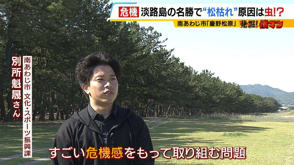 【異常事態】絶景を脅かす原因は虫！？ 淡路島の名勝「慶野松原」がピンチ「危機感を持って取り組む問題」薬剤散布などで対処も専門家は「人間の防除の力が虫の勢力に押されている」美しい松林を残すためにできることは