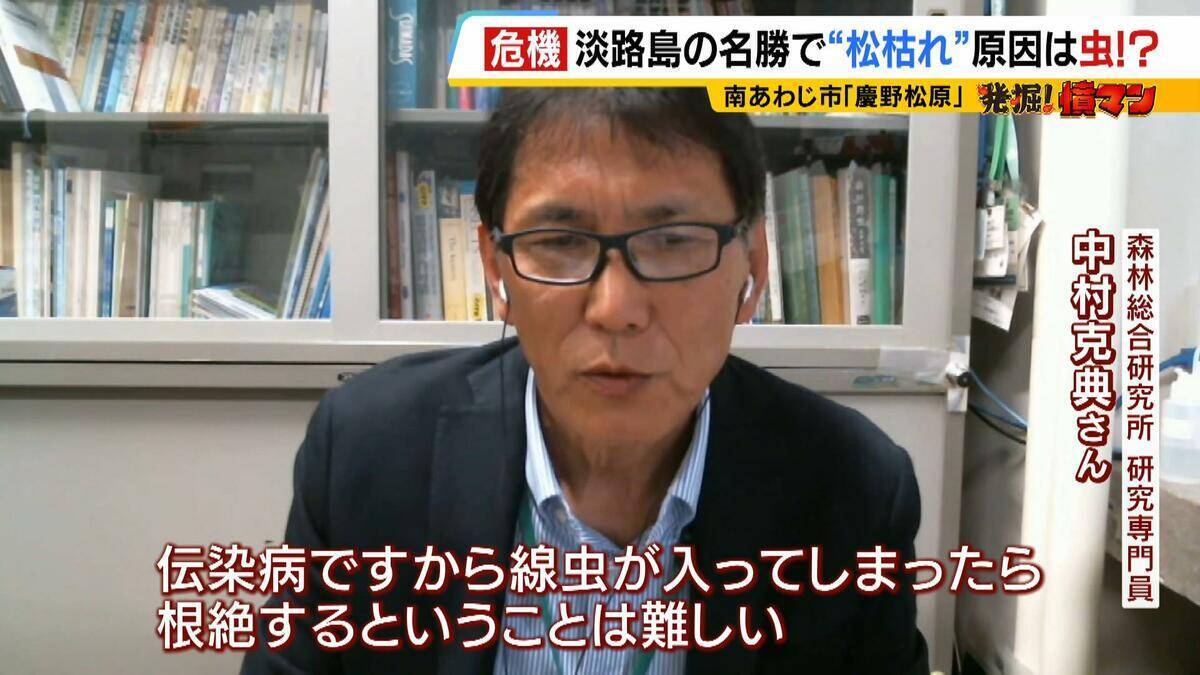 【異常事態】絶景を脅かす原因は虫！？ 淡路島の名勝「慶野松原」がピンチ「危機感を持って取り組む問題」薬剤散布などで対処も専門家は「人間の防除の力が虫の勢力に押されている」美しい松林を残すためにできることは
