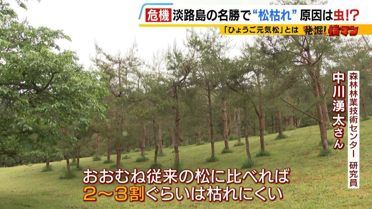 【異常事態】絶景を脅かす原因は虫！？ 淡路島の名勝「慶野松原」がピンチ「危機感を持って取り組む問題」薬剤散布などで対処も専門家は「人間の防除の力が虫の勢力に押されている」美しい松林を残すためにできることは