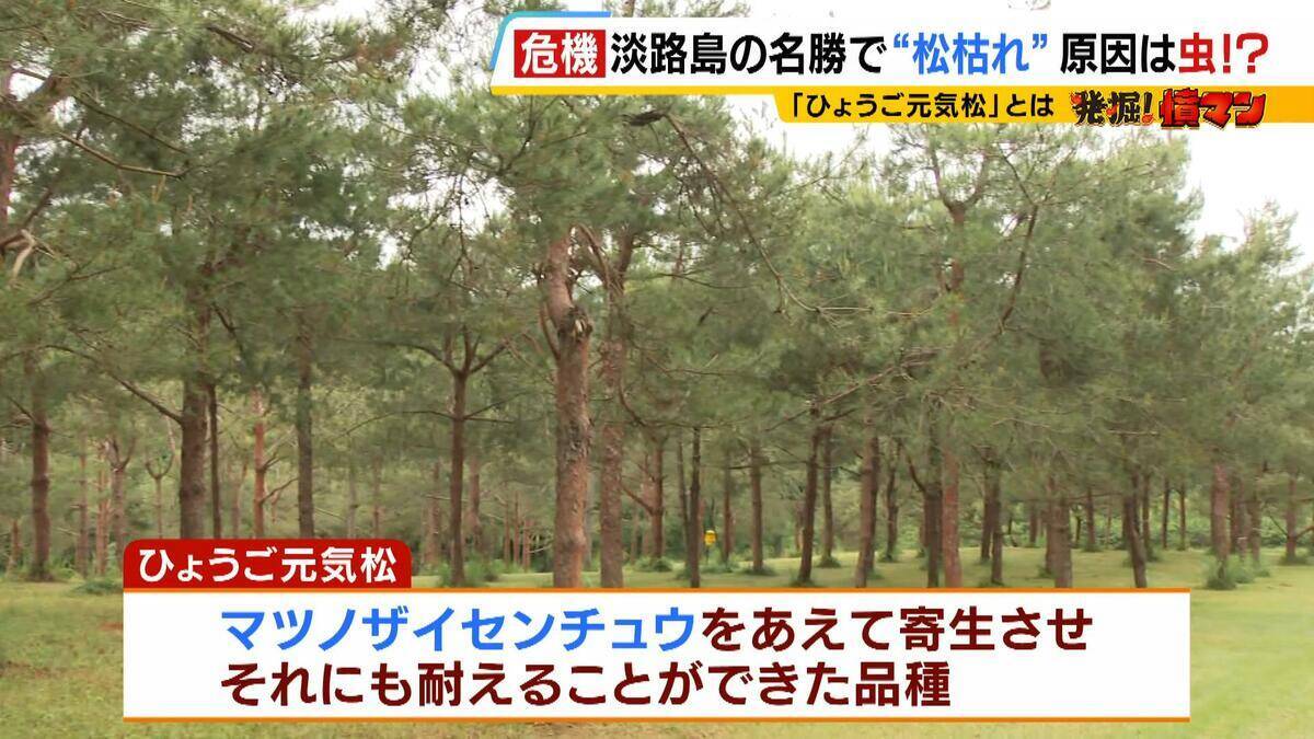 【異常事態】絶景を脅かす原因は虫！？ 淡路島の名勝「慶野松原」がピンチ「危機感を持って取り組む問題」薬剤散布などで対処も専門家は「人間の防除の力が虫の勢力に押されている」美しい松林を残すためにできることは