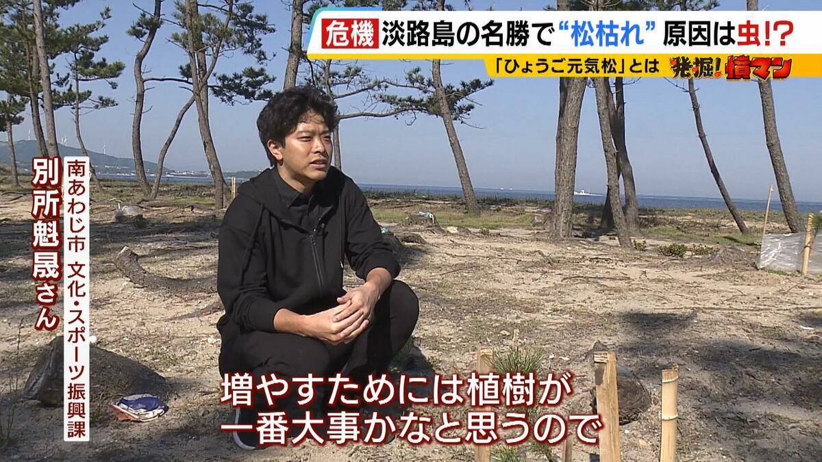 【異常事態】絶景を脅かす原因は虫！？ 淡路島の名勝「慶野松原」がピンチ「危機感を持って取り組む問題」薬剤散布などで対処も専門家は「人間の防除の力が虫の勢力に押されている」美しい松林を残すためにできることは