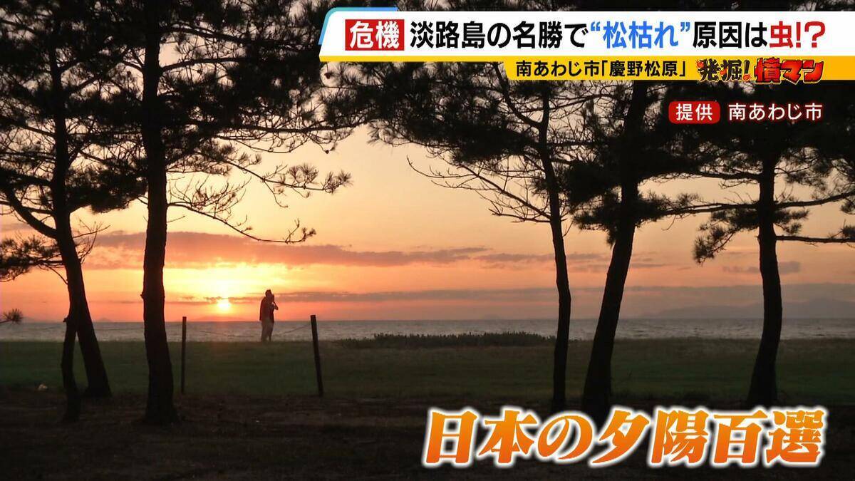 【異常事態】絶景を脅かす原因は虫！？ 淡路島の名勝「慶野松原」がピンチ「危機感を持って取り組む問題」薬剤散布などで対処も専門家は「人間の防除の力が虫の勢力に押されている」美しい松林を残すためにできることは