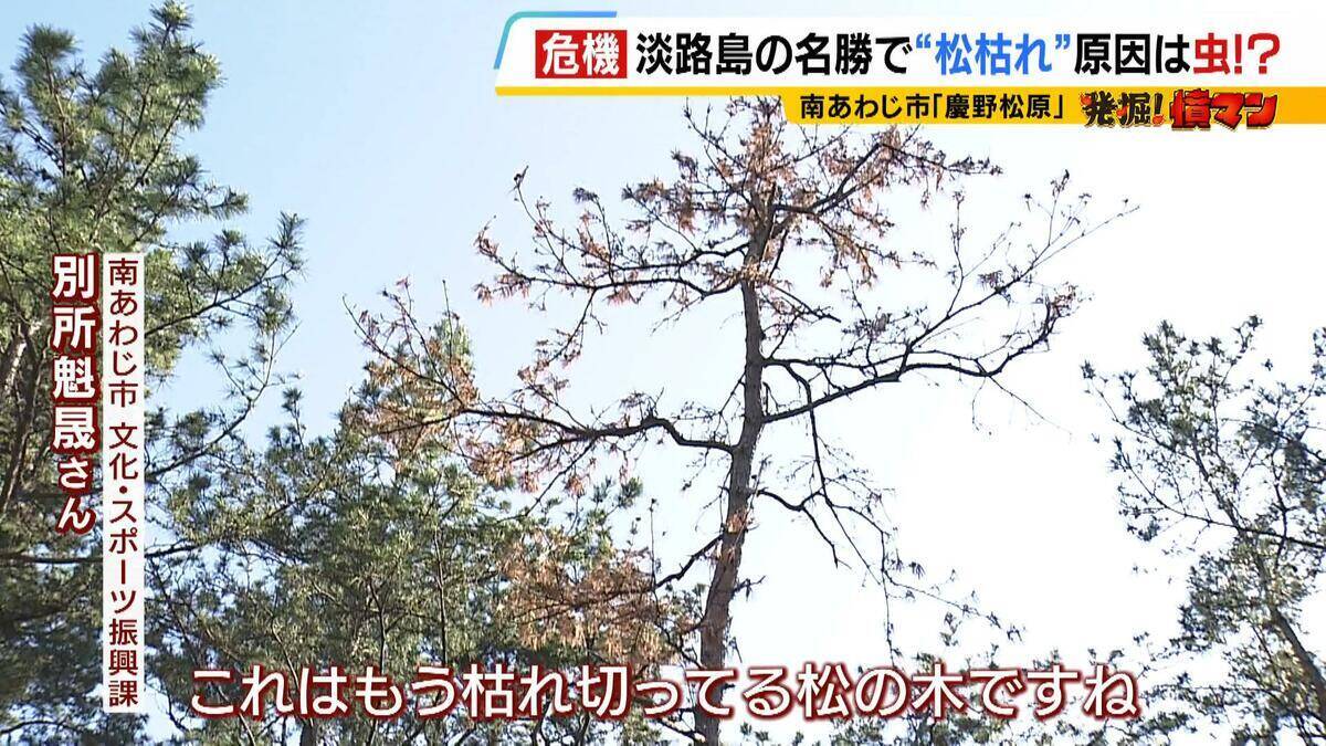 【異常事態】絶景を脅かす原因は虫！？ 淡路島の名勝「慶野松原」がピンチ「危機感を持って取り組む問題」薬剤散布などで対処も専門家は「人間の防除の力が虫の勢力に押されている」美しい松林を残すためにできることは
