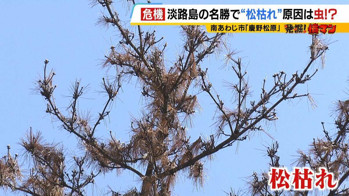 【異常事態】絶景を脅かす原因は虫！？ 淡路島の名勝「慶野松原」がピンチ「危機感を持って取り組む問題」薬剤散布などで対処も専門家は「人間の防除の力が虫の勢力に押されている」美しい松林を残すためにできることは
