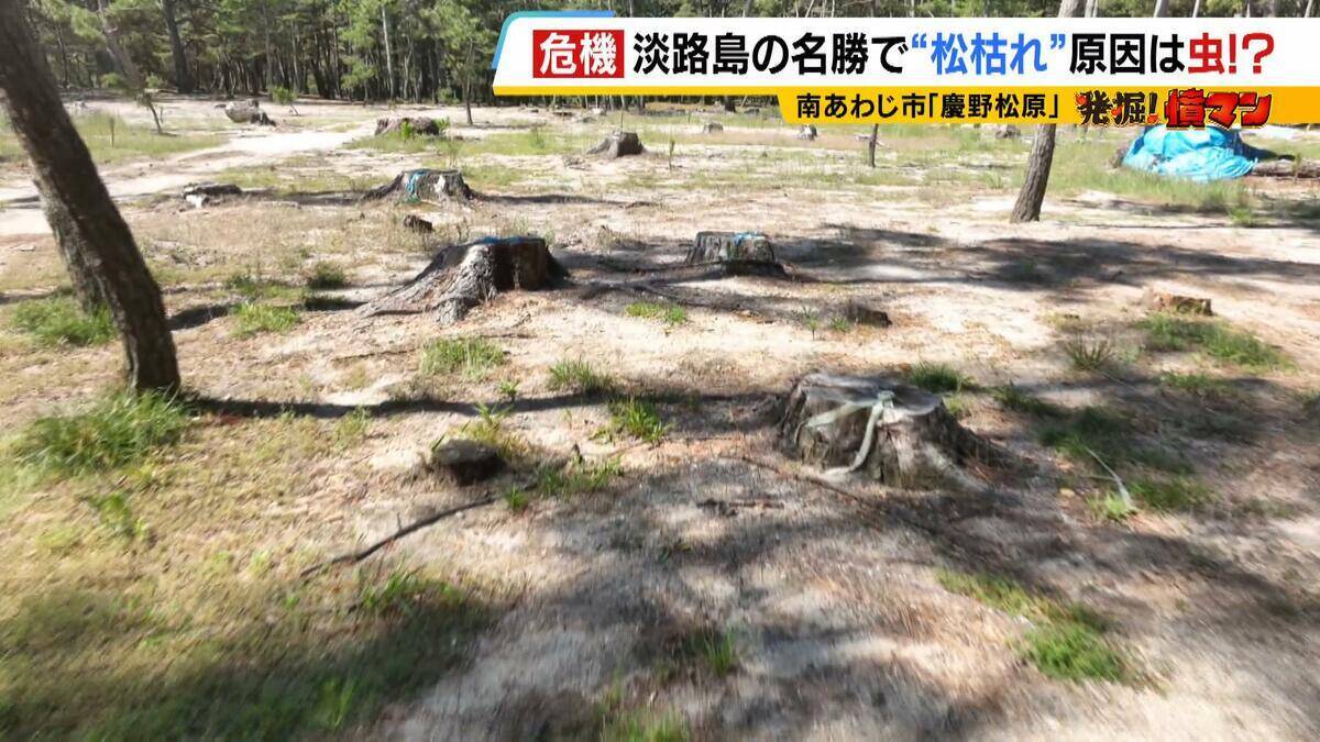 【異常事態】絶景を脅かす原因は虫！？ 淡路島の名勝「慶野松原」がピンチ「危機感を持って取り組む問題」薬剤散布などで対処も専門家は「人間の防除の力が虫の勢力に押されている」美しい松林を残すためにできることは