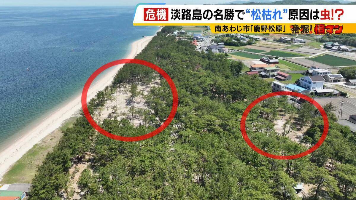 【異常事態】絶景を脅かす原因は虫！？ 淡路島の名勝「慶野松原」がピンチ「危機感を持って取り組む問題」薬剤散布などで対処も専門家は「人間の防除の力が虫の勢力に押されている」美しい松林を残すためにできることは