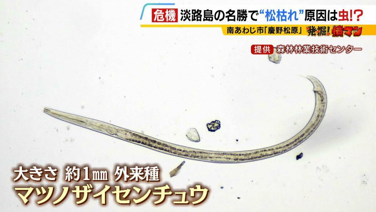 【異常事態】絶景を脅かす原因は虫！？ 淡路島の名勝「慶野松原」がピンチ「危機感を持って取り組む問題」薬剤散布などで対処も専門家は「人間の防除の力が虫の勢力に押されている」美しい松林を残すためにできることは