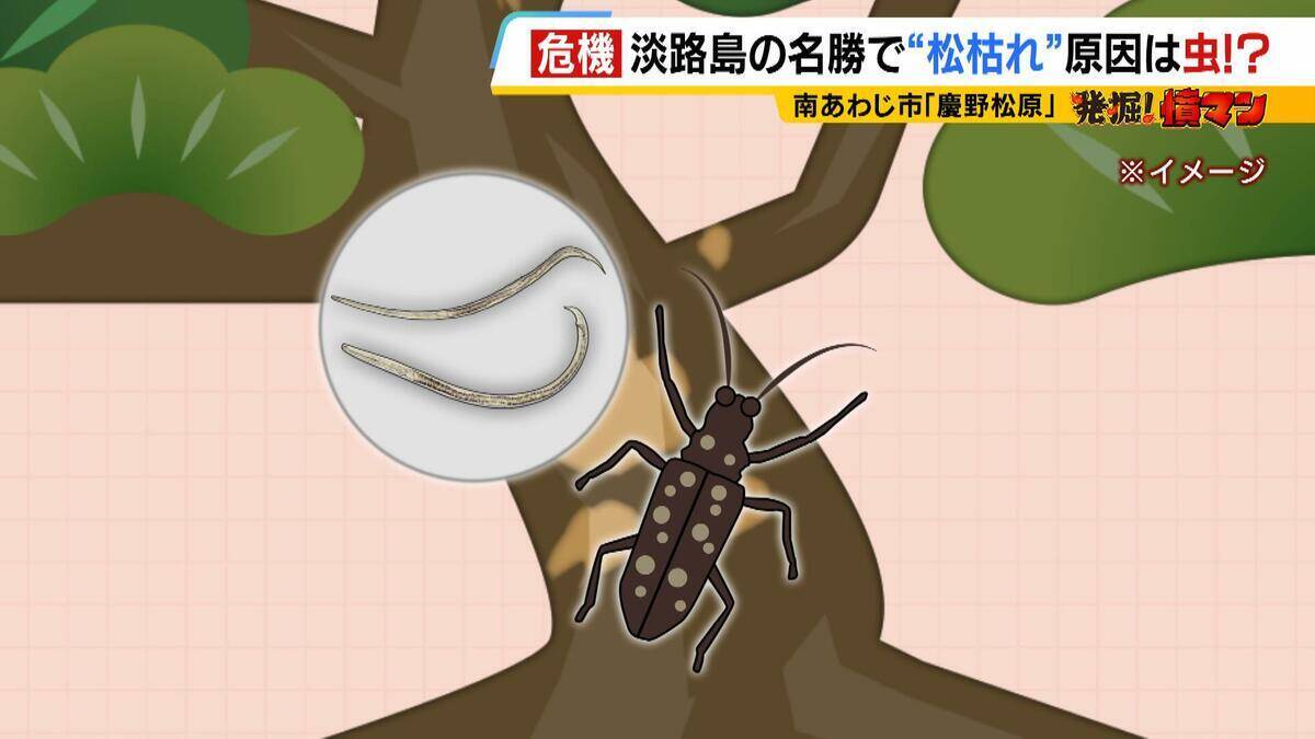 【異常事態】絶景を脅かす原因は虫！？ 淡路島の名勝「慶野松原」がピンチ「危機感を持って取り組む問題」薬剤散布などで対処も専門家は「人間の防除の力が虫の勢力に押されている」美しい松林を残すためにできることは