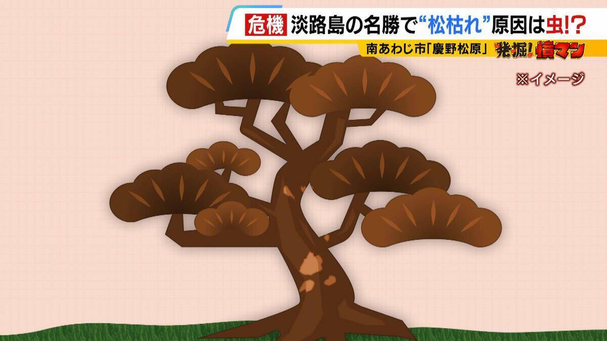 【異常事態】絶景を脅かす原因は虫！？ 淡路島の名勝「慶野松原」がピンチ「危機感を持って取り組む問題」薬剤散布などで対処も専門家は「人間の防除の力が虫の勢力に押されている」美しい松林を残すためにできることは